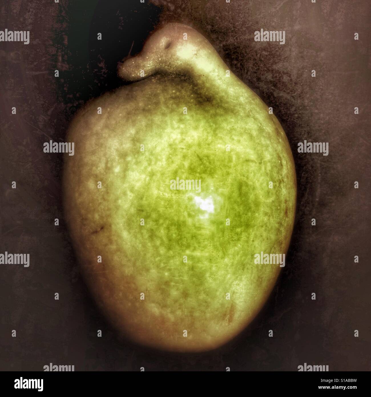 Duck apple - Smartphone Captured Stock Image