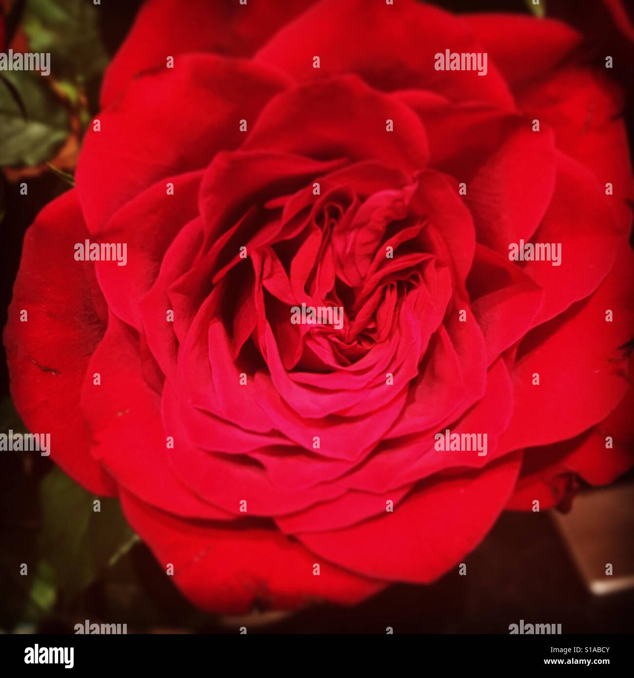Red rose - Smartphone Captured Stock Image