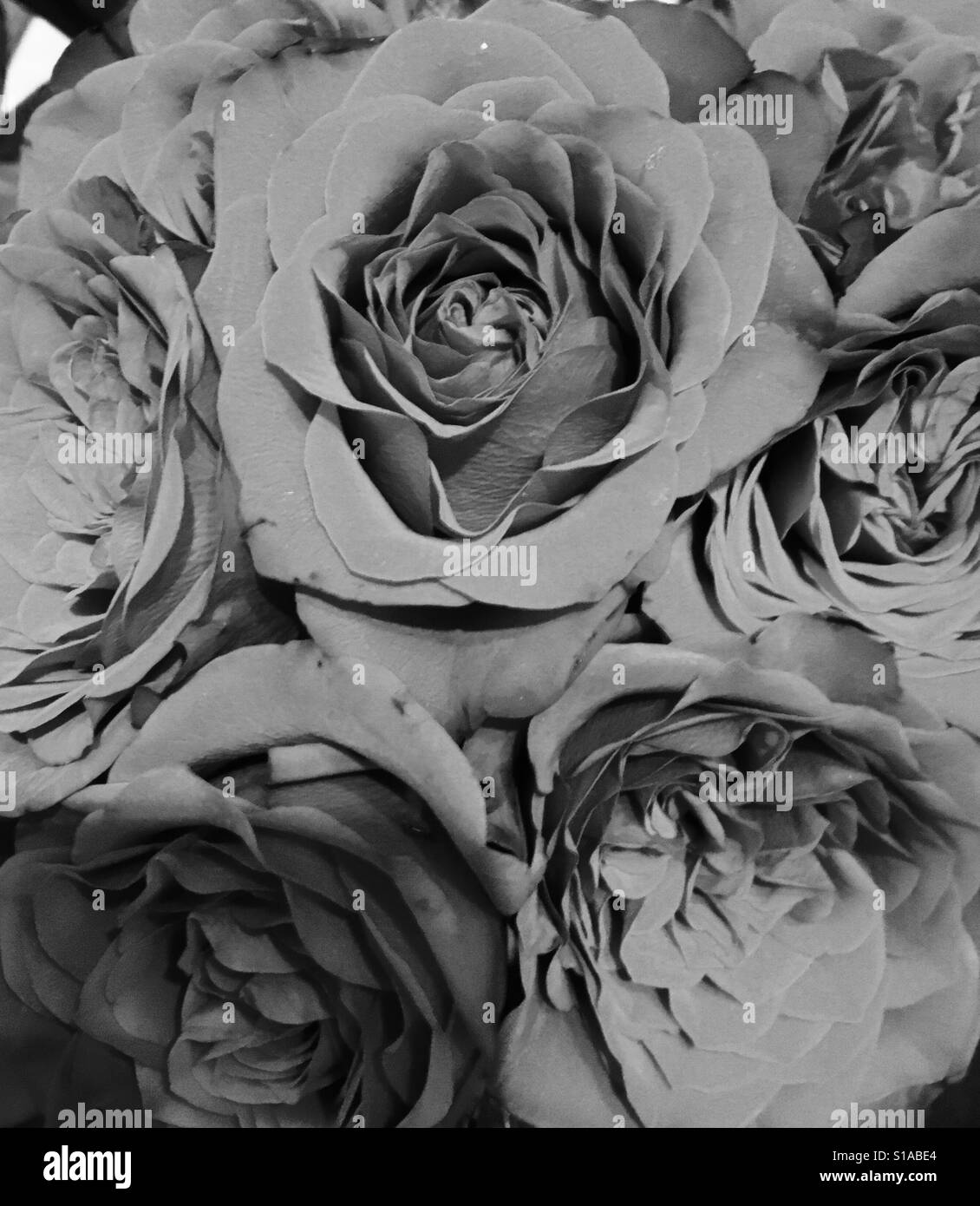 Flowers - Smartphone Captured Stock Image