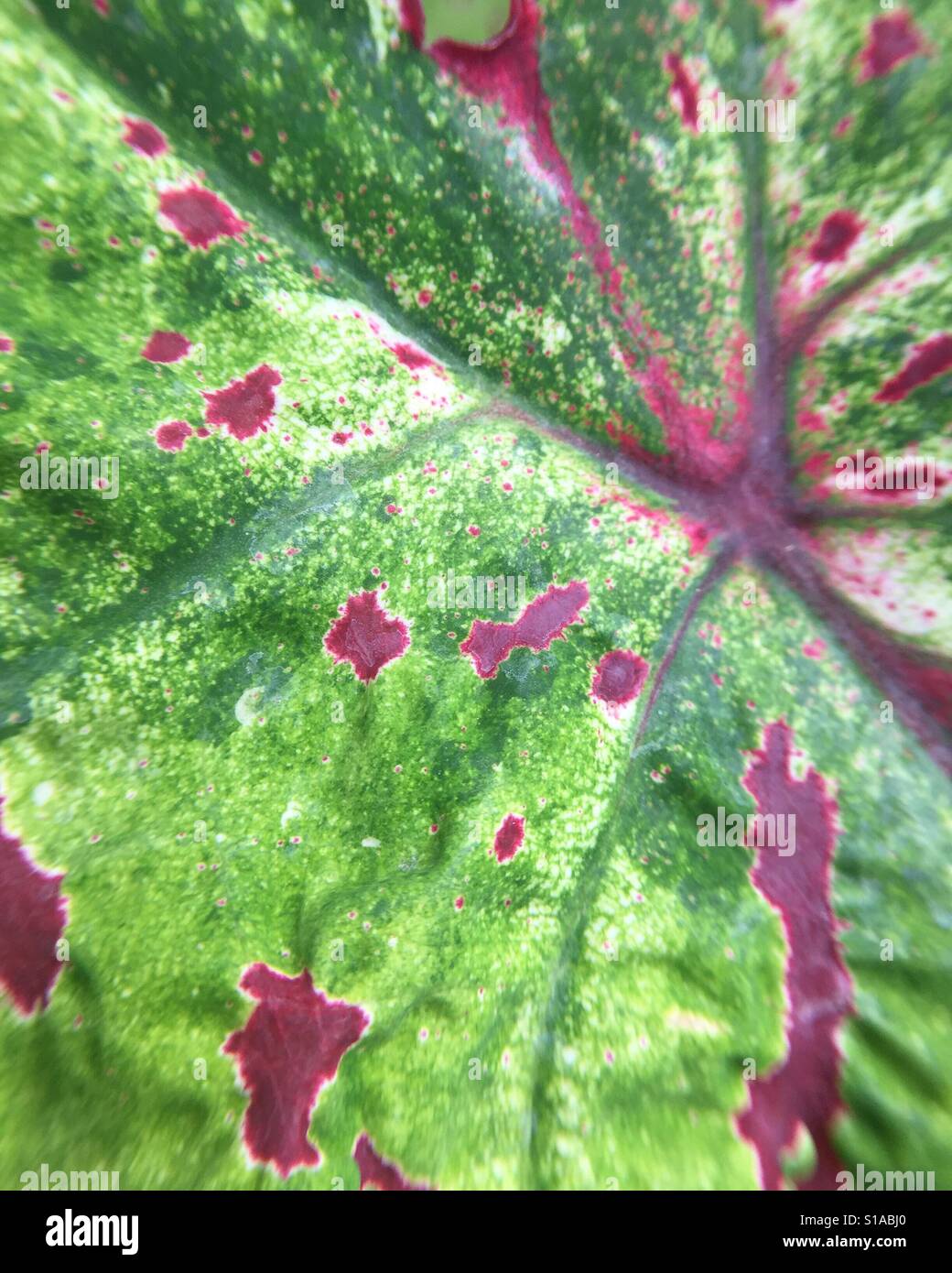Leaf with purple spots Stock Photo Alamy