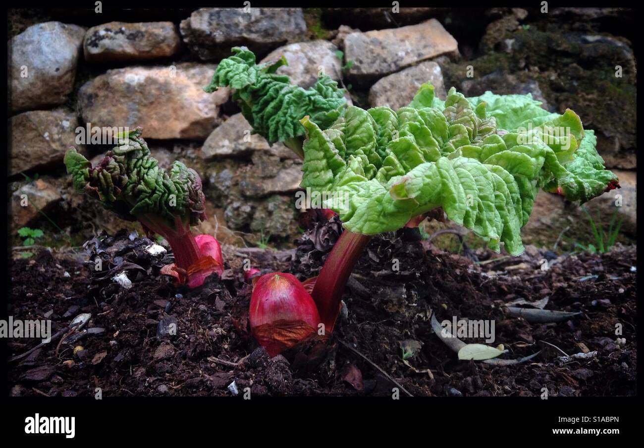 Fresh rhubarb shoots, Catalonia, Spain. - Smartphone Captured Stock Image