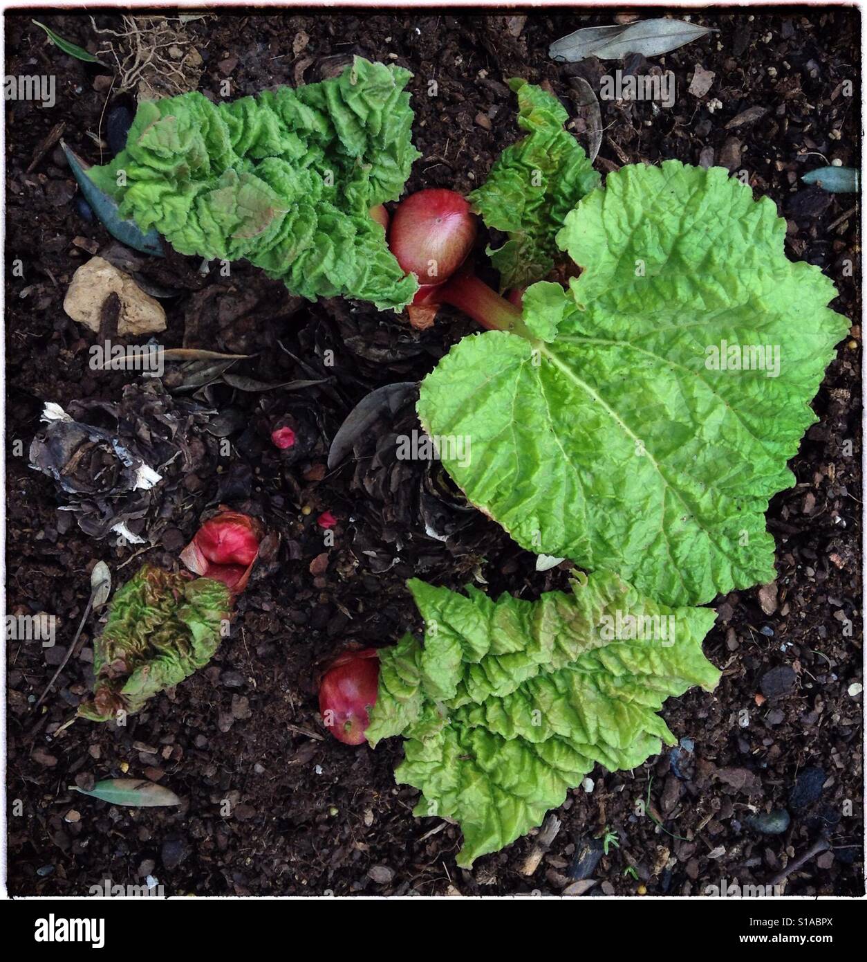 Fresh rhubarb shoots, Catalonia, Spain. - Smartphone Captured Stock Image