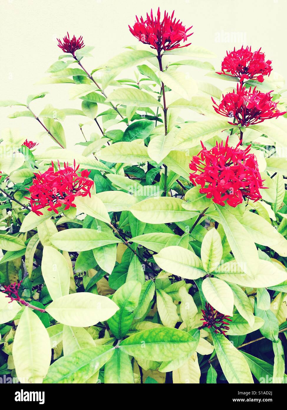 Santan Flowers Stock Photo Alamy