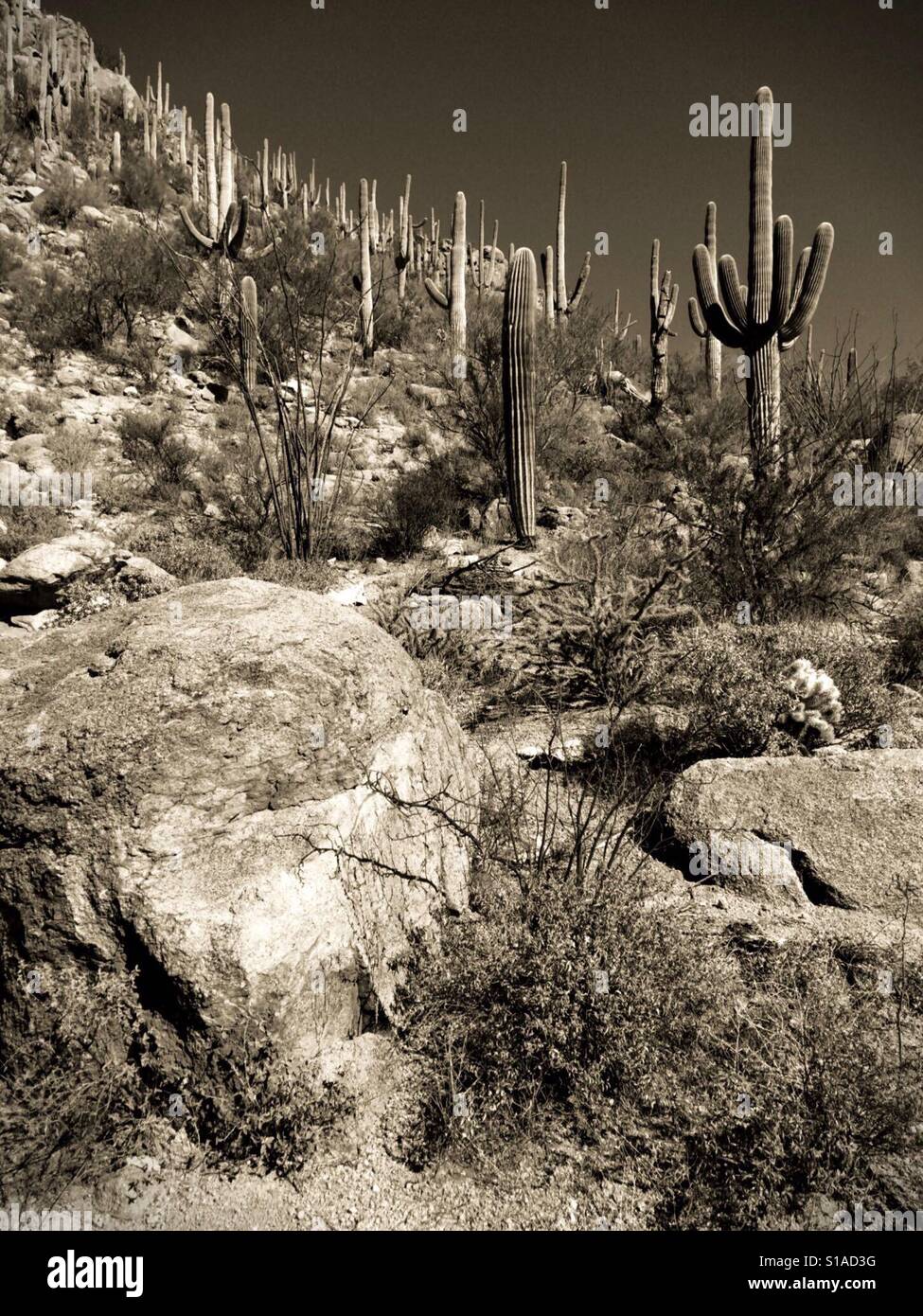 Cactuses Stock Photo