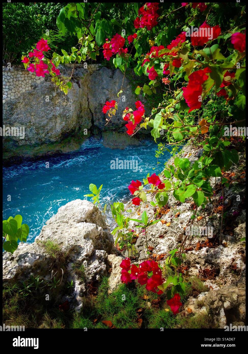 Cliff side view of blue Caribbean Sea framed by tropical flowers, West End, Jamaica - Smartphone Captured Stock Image