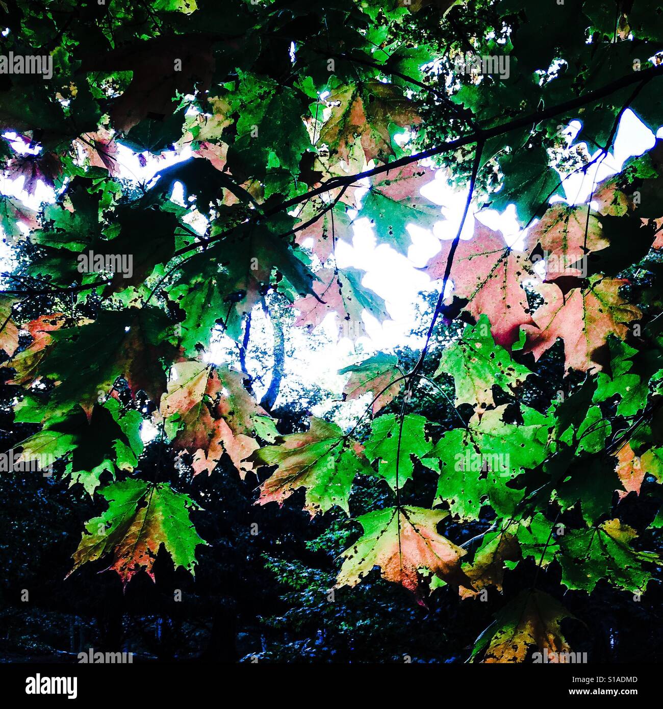 Square fall autumn leaves background orange green leaves with lens flare copy space - Smartphone Captured Stock Image