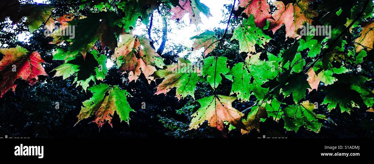 Panorama banner background sunlight through autumn leaves authentic grungy retro feel with copy space. Orange and green leaves backlit on tree. - Smartphone Captured Stock Image