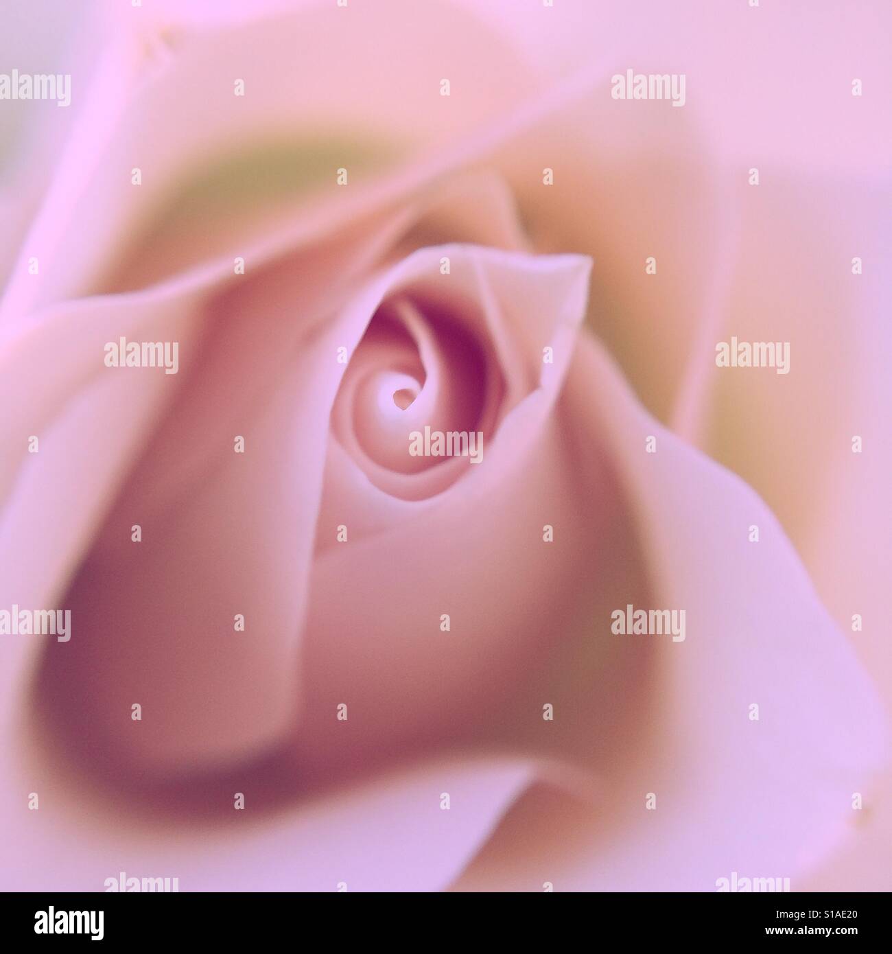 Macro of a pink rose Stock Photo