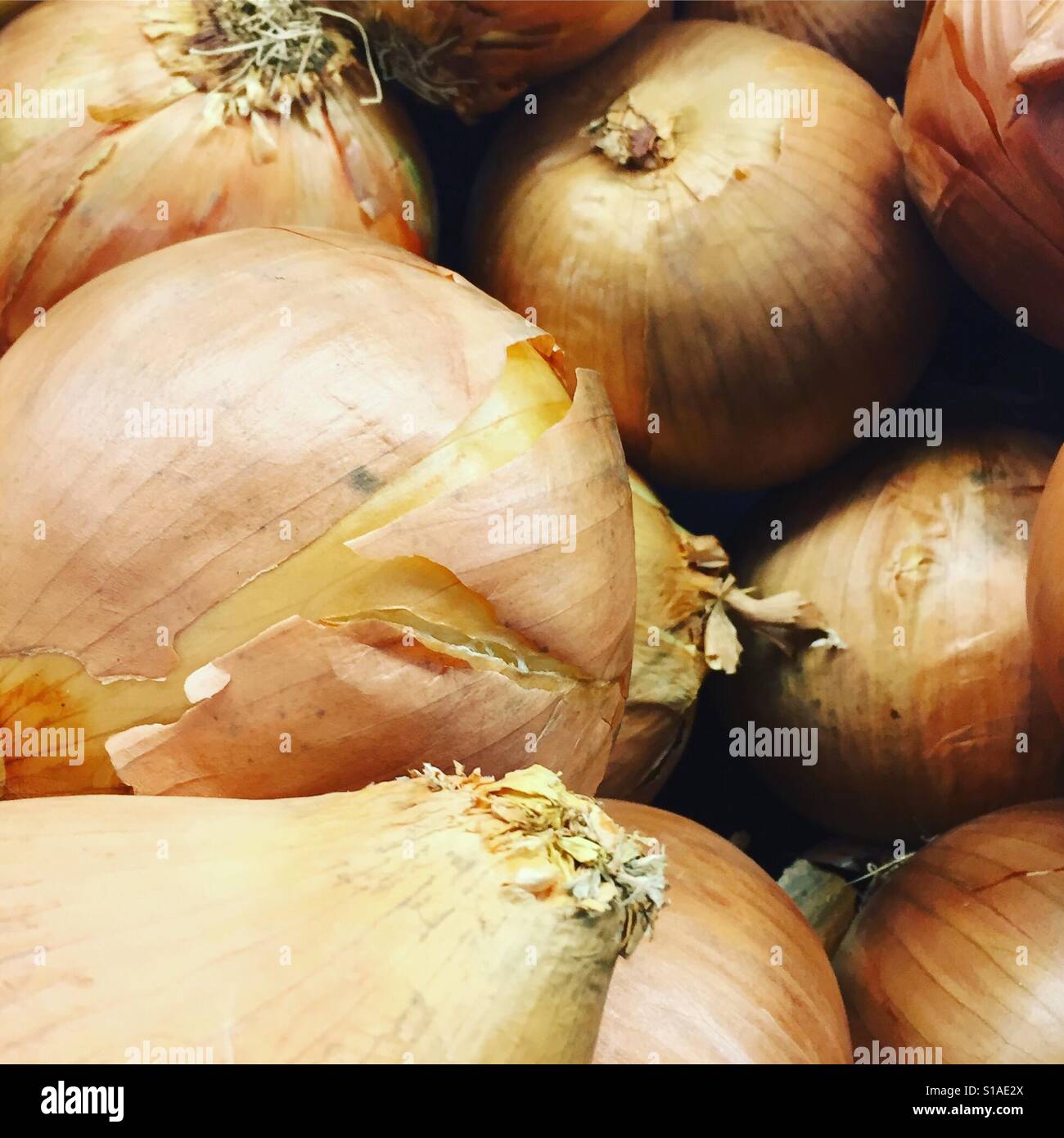 Onions by K.R. Stock Photo