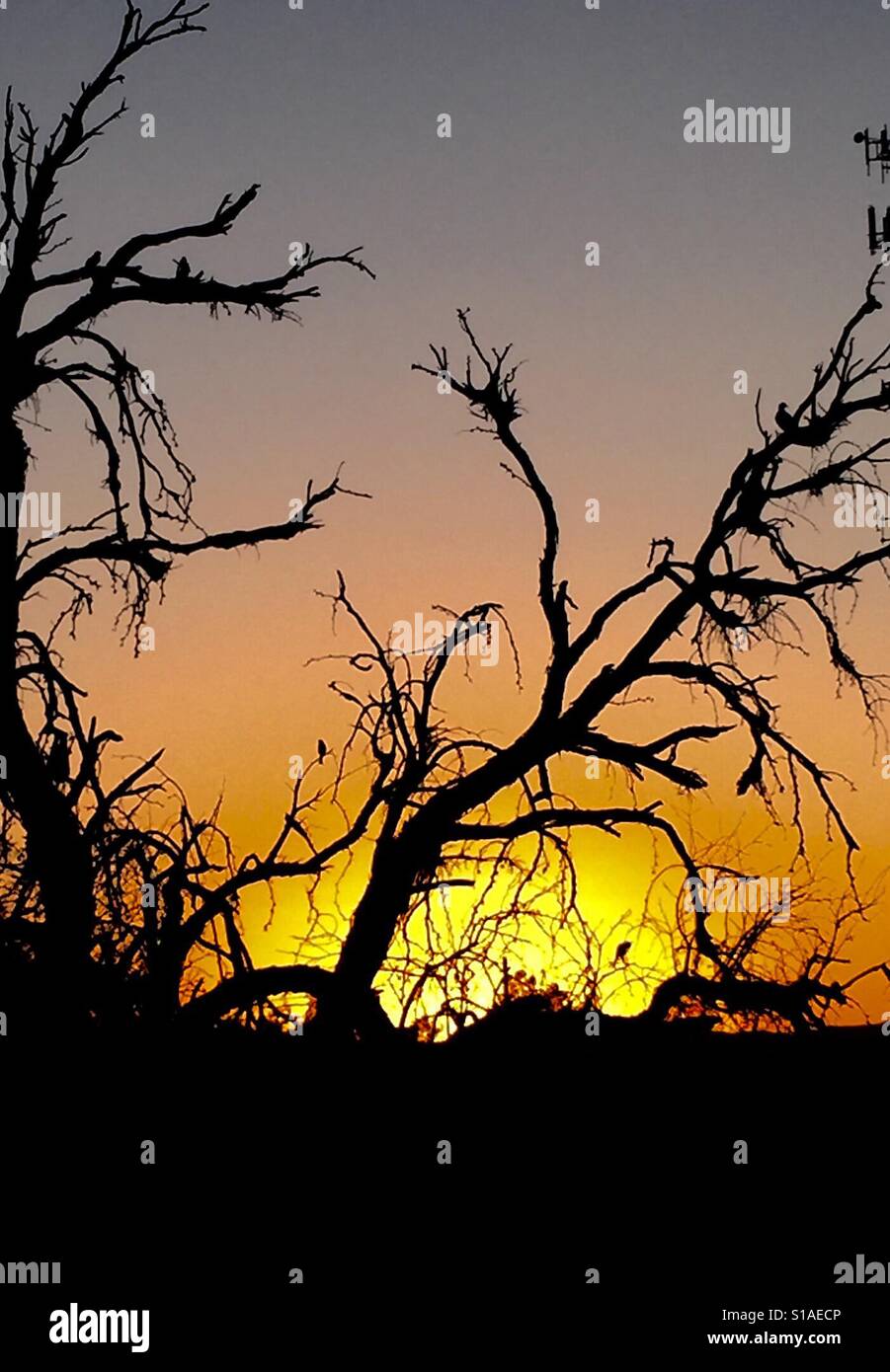 This location I found it by accident. I was driving by a abundant trailer park area, I saw the birds resting on a dead tree branch. Just than sunset was setting - Smartphone Captured Stock Image