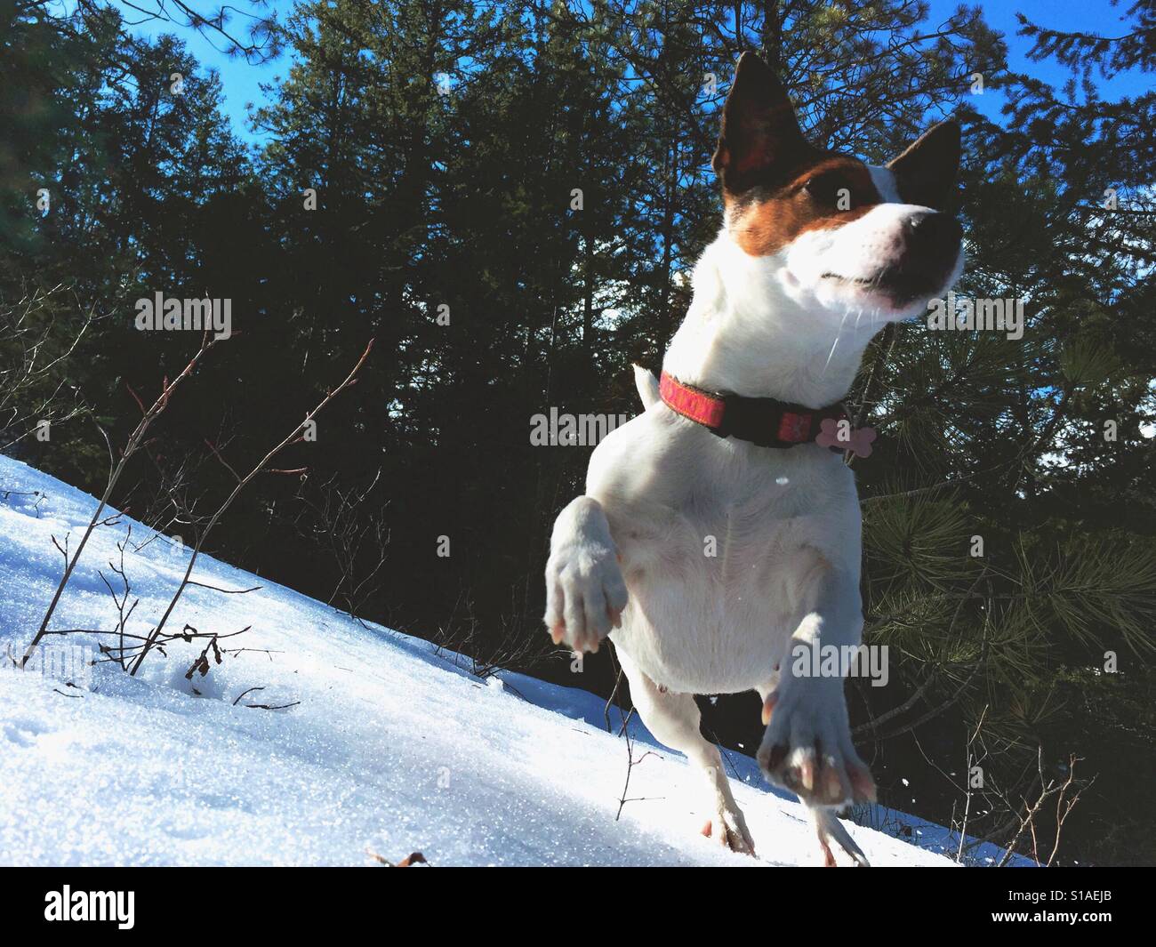 Jack Russell Terrier in motion jumping towards the camera, outdoors on a sunny winter day. - Smartphone Captured Stock Image