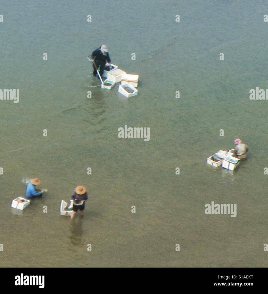 Picking cockles in Hong Kong - Smartphone Captured Stock Image