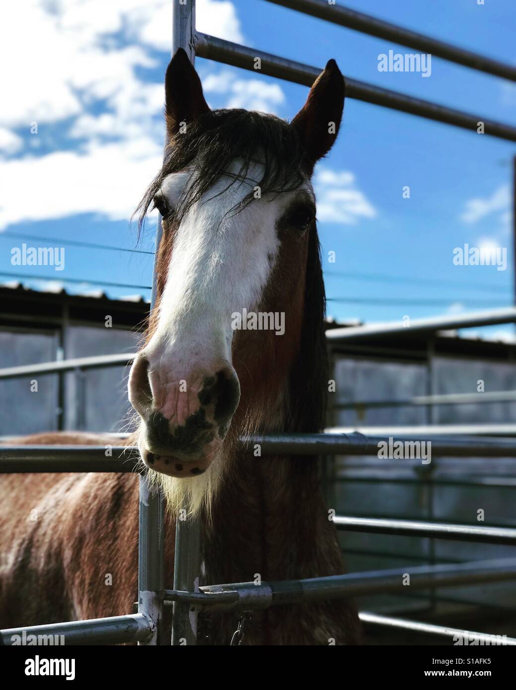 Maine portrait - Smartphone Captured Stock Image