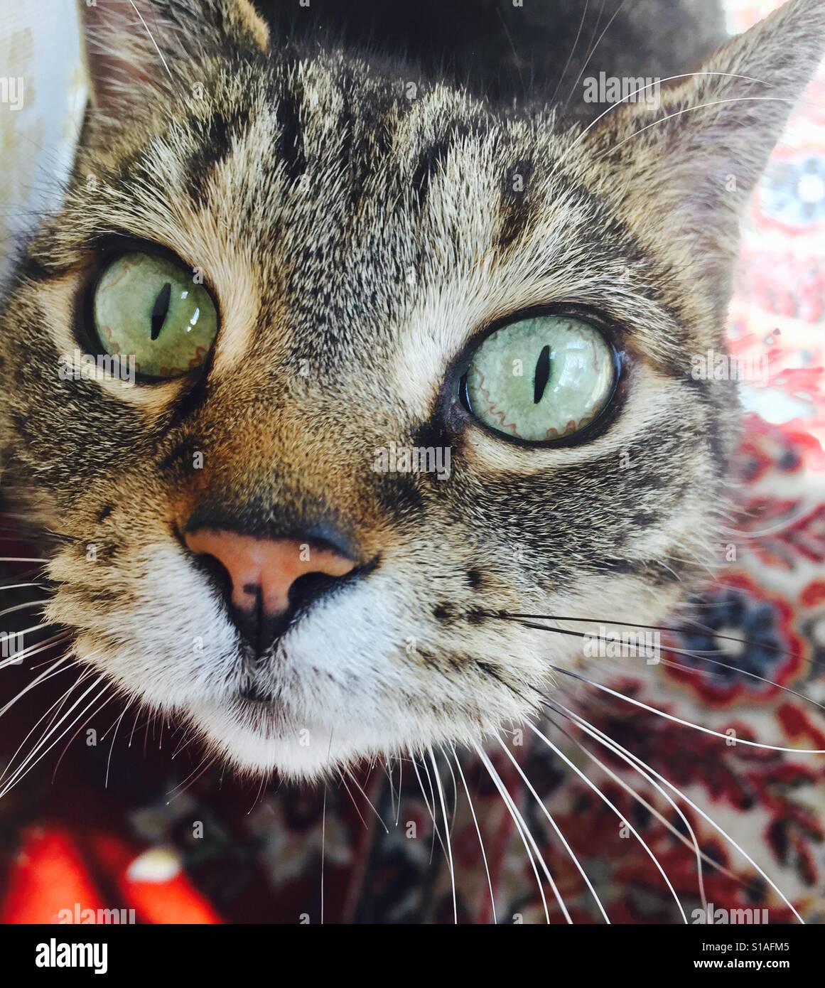 Portrait of domesticated tabby cat with green eyes looking up Stock ...