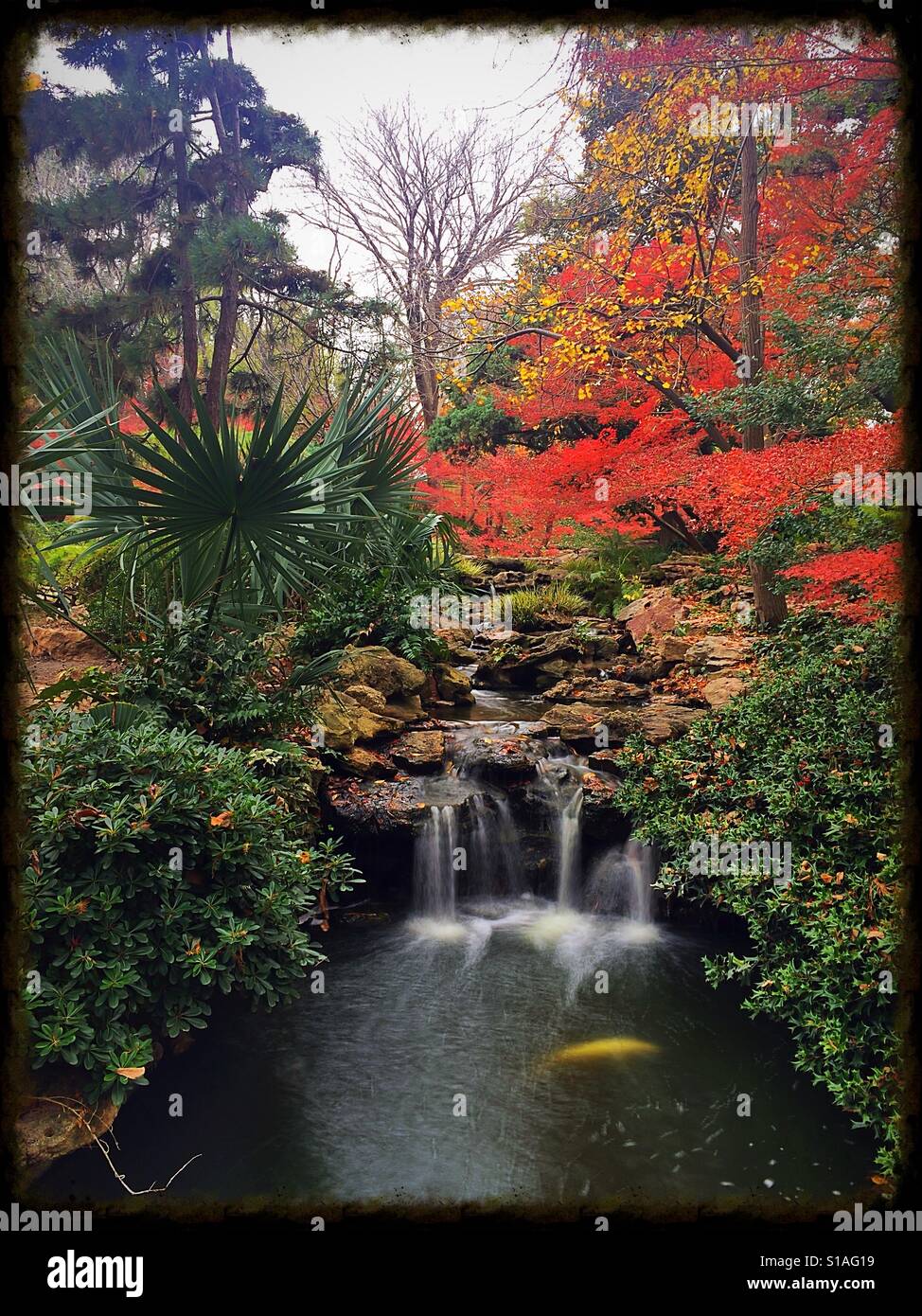 Japanese Water Gardens Fort Worth Stock Photos Japanese Water