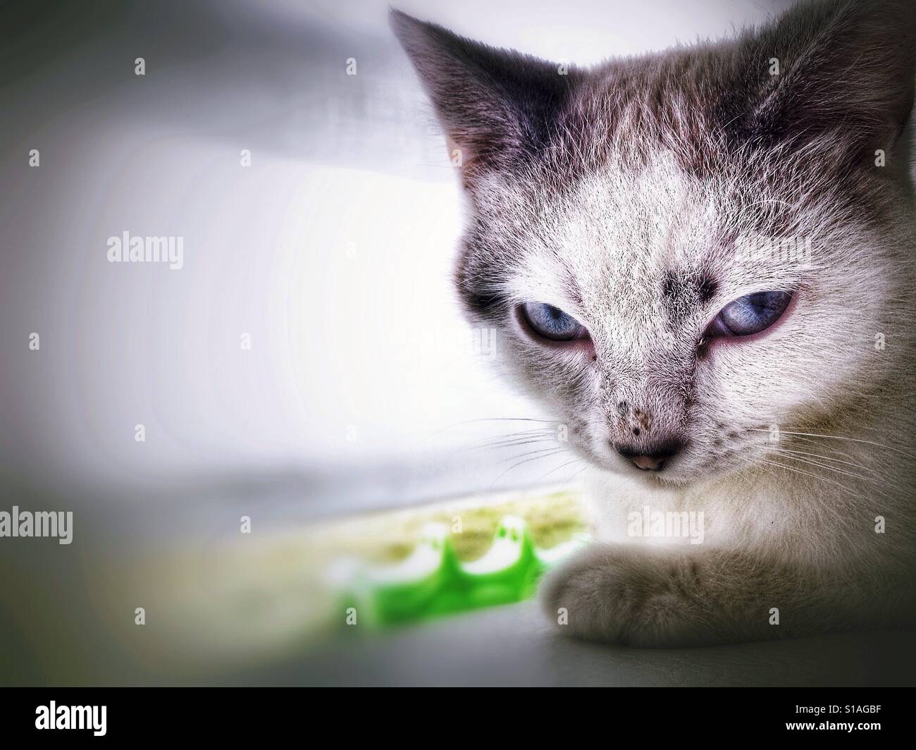 Cat falls asleep Stock Photo Alamy