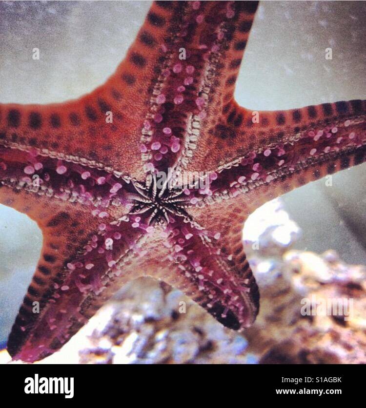 'Starfish wishes' Stock Photo