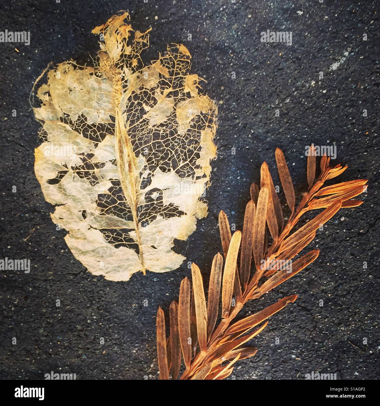 Insect skin - Smartphone Captured Stock Image