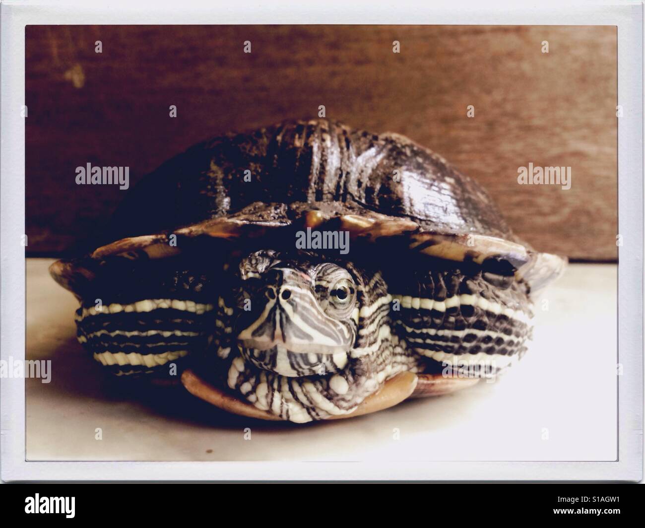 A Cute Shy Turtle in the House Stock Photo Alamy
