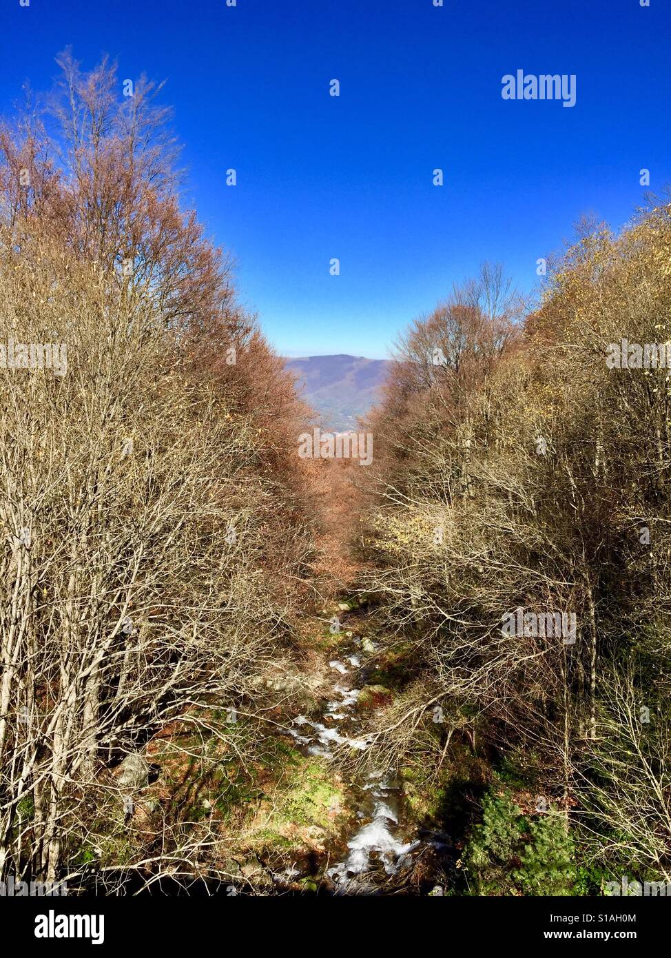 Stream through the trees hi-res stock photography and images - Alamy
