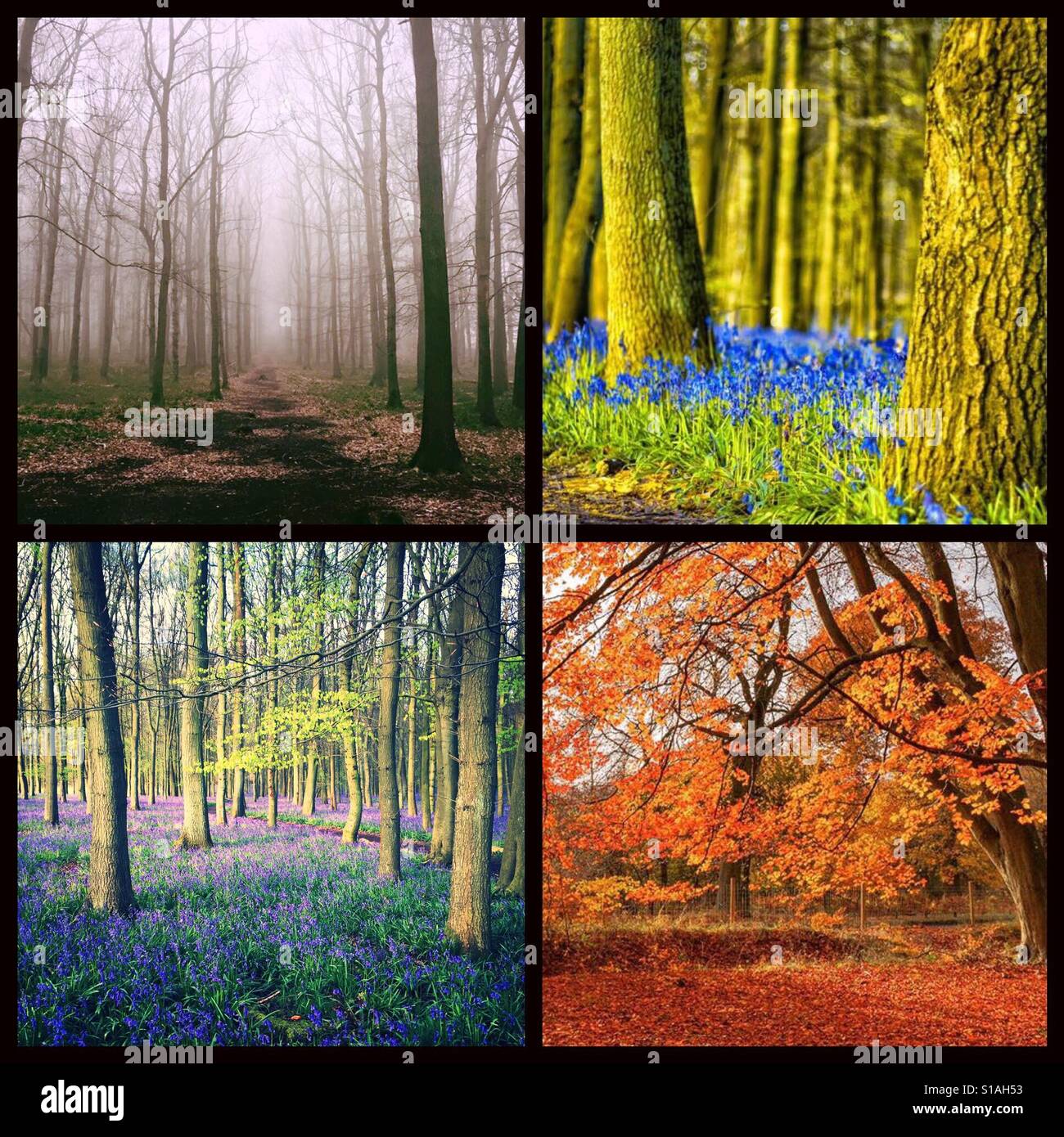 Bluebells at Dockey Wood, through the seasons Stock Photo
