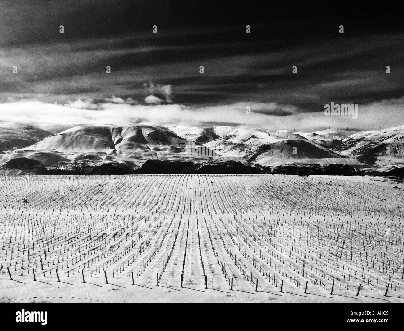 Frozen vineyard near Wenatchee, WA Stock Photo Alamy