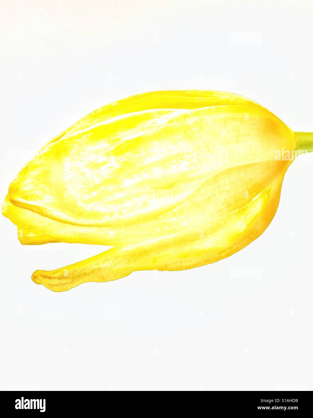 Yellow tulip. - Smartphone Captured Stock Image