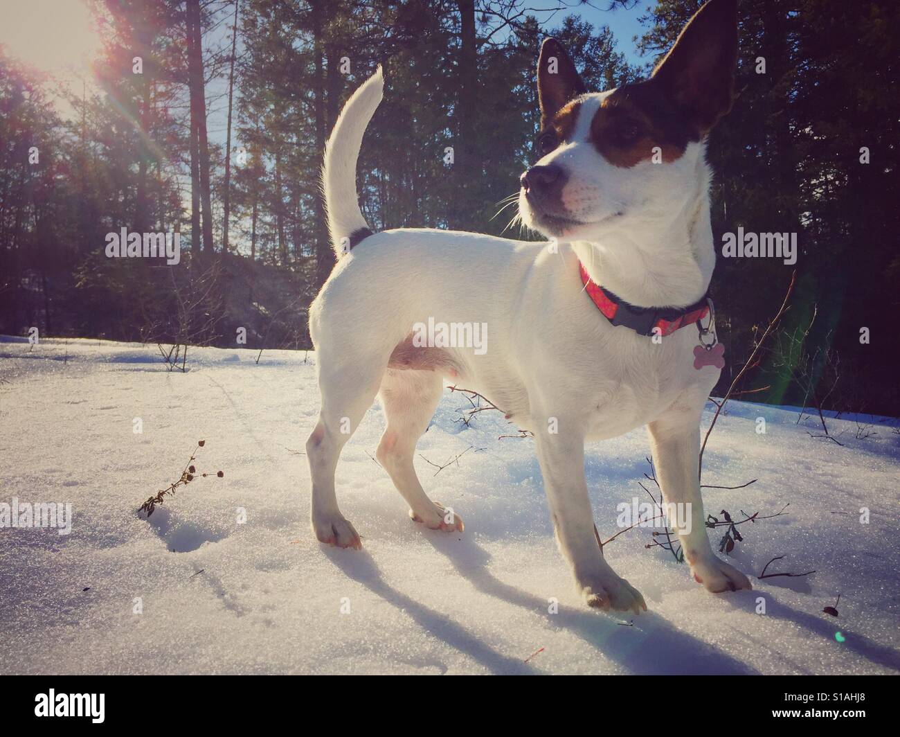 Small dog standing in the snow in the forest on a sunny winter day. - Smartphone Captured Stock Image