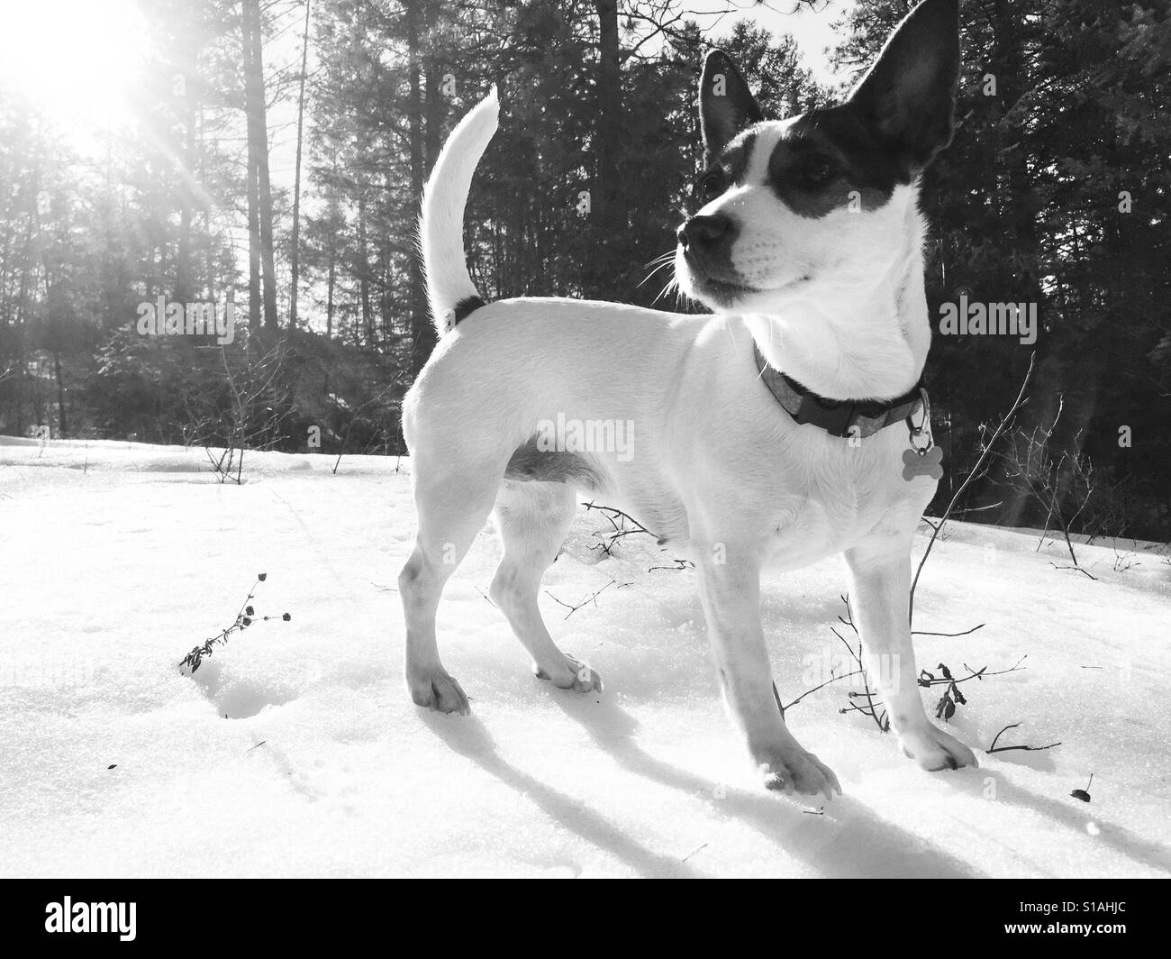 Dog standing in snow on a bright winter sunny day. In black and white. Stock Photo
