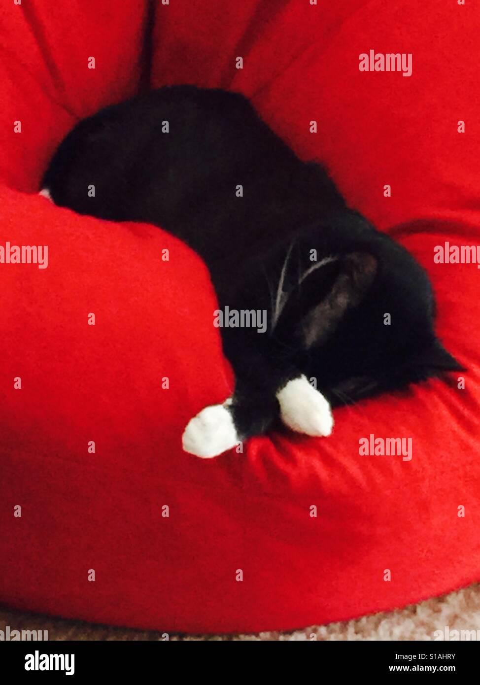 If it's comfortable it's mine - Smartphone Captured Stock Image