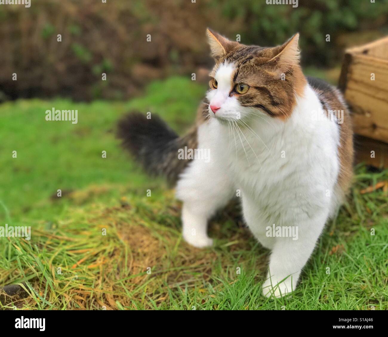 Outdoor cat Stock Photo