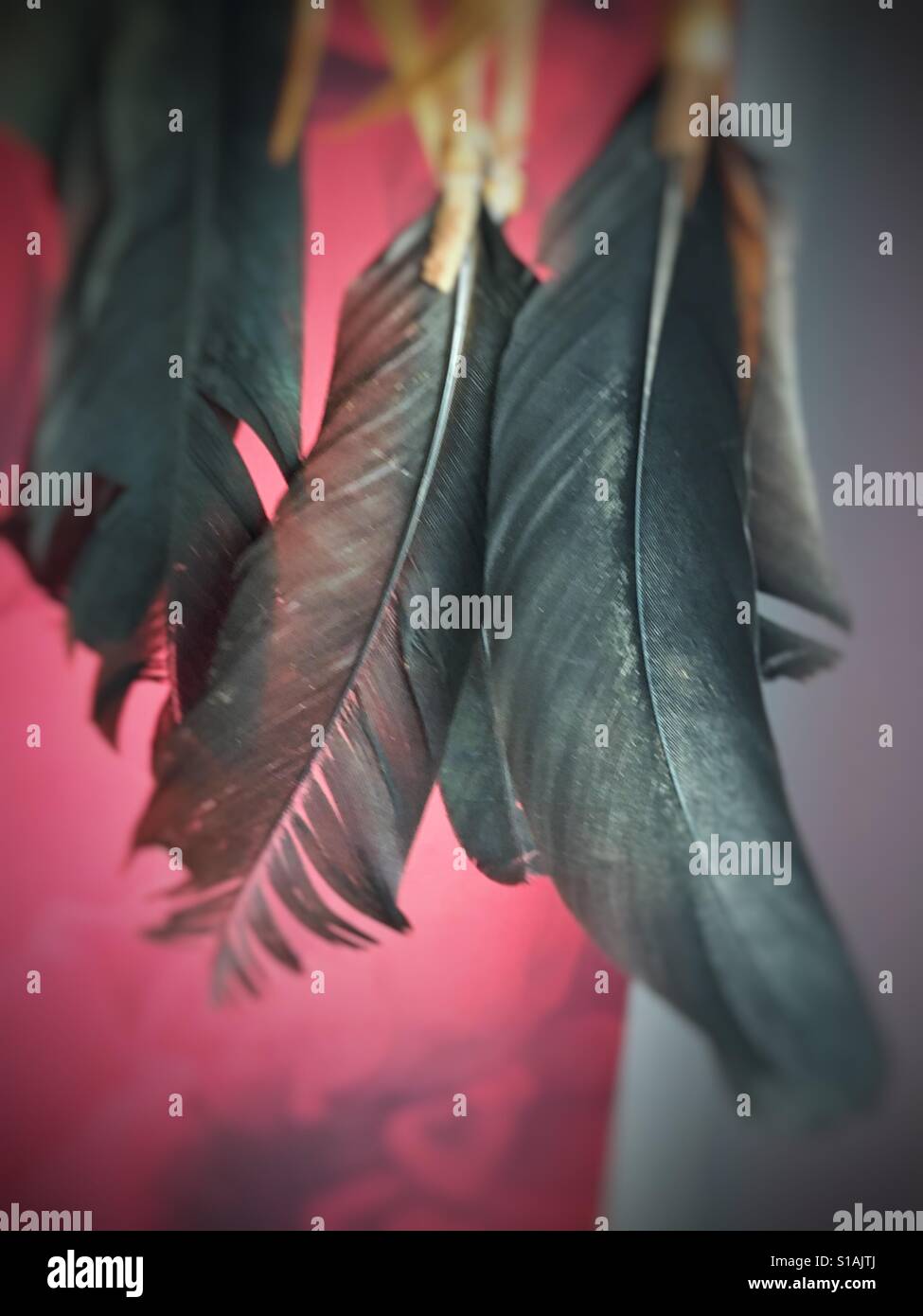 Feathers - Smartphone Captured Stock Image