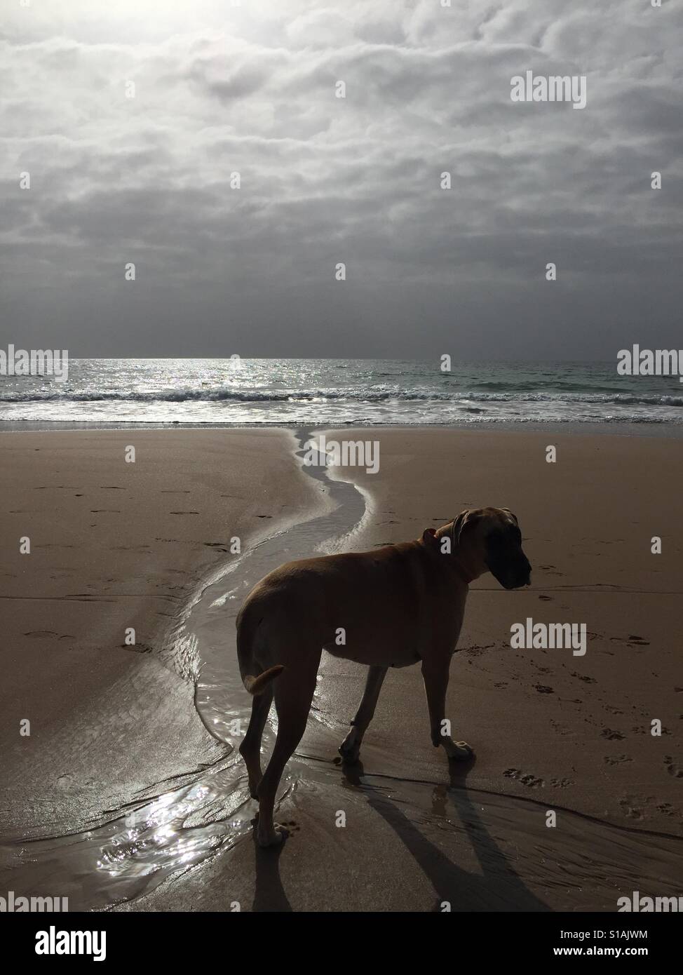 Great Dane dog on beach Stock Photo