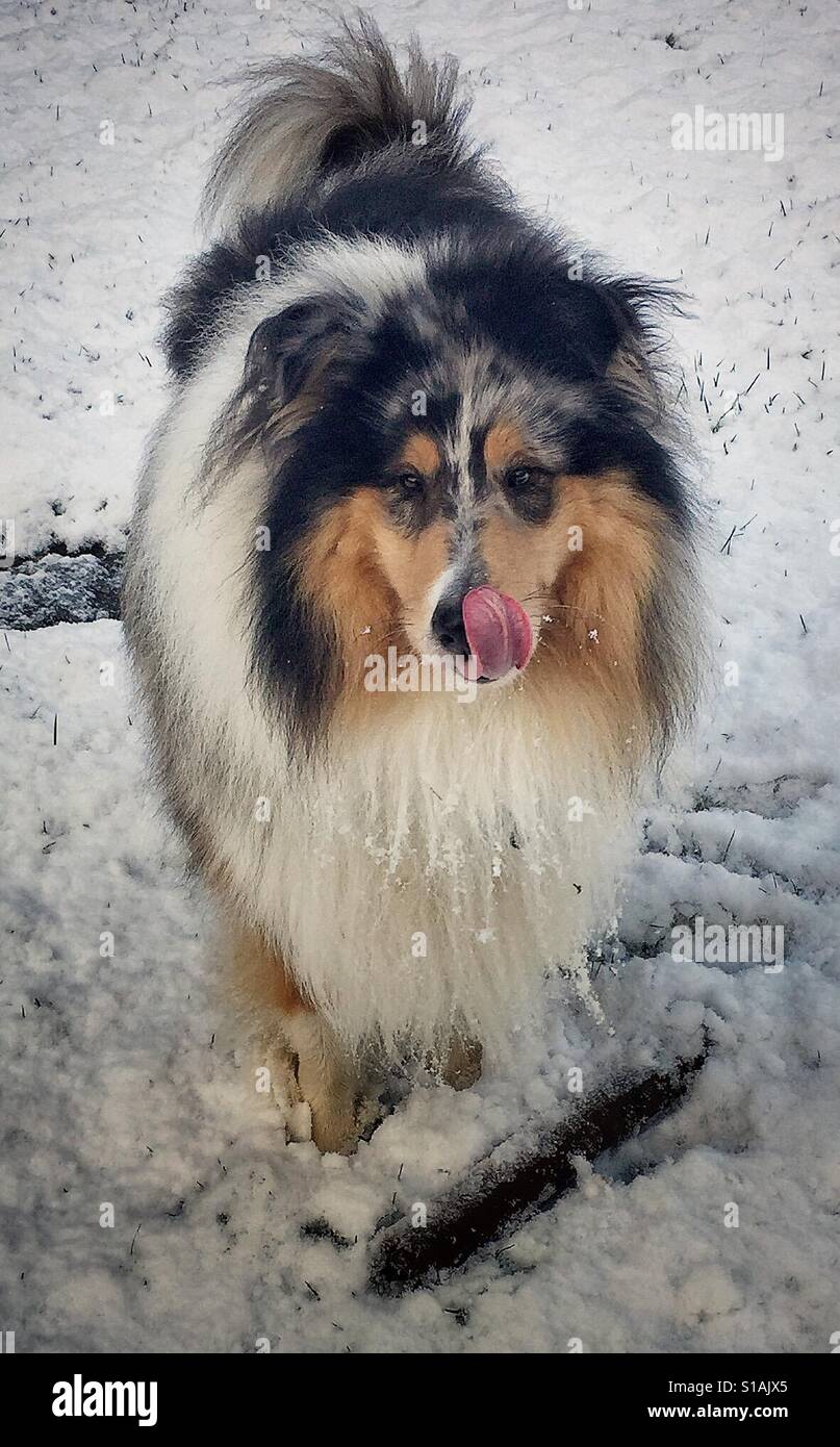 Dog licking his lips Stock Photo
