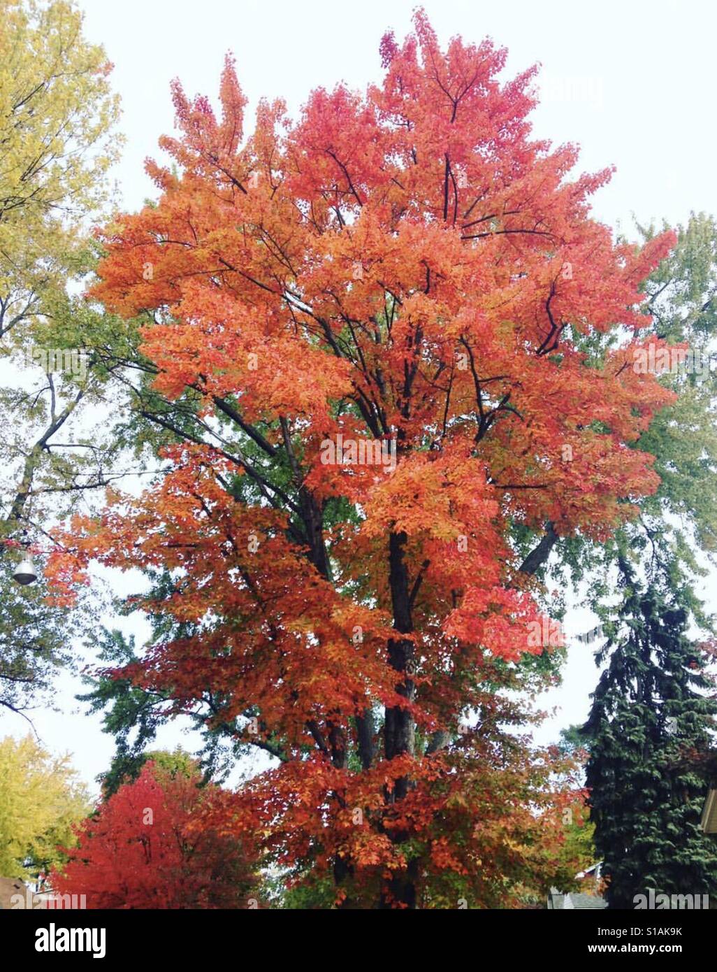 Orange fall tree blooms Stock Photo Alamy