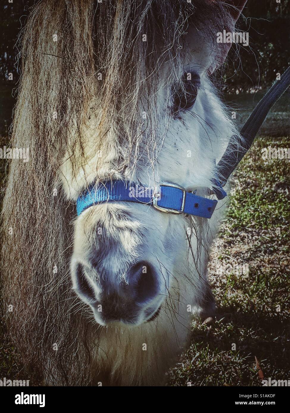 Falabella miniature horse on a lead rope, owners hand on his head Stock Photo