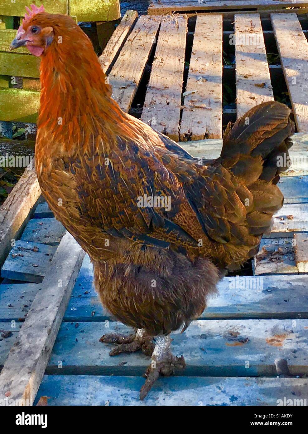 Farmyard Chicken Stock Photo
