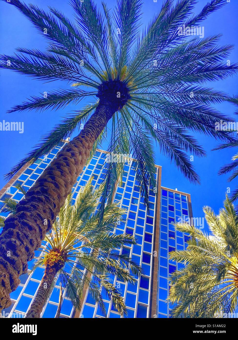 Palms among the offices - Smartphone Captured Stock Image