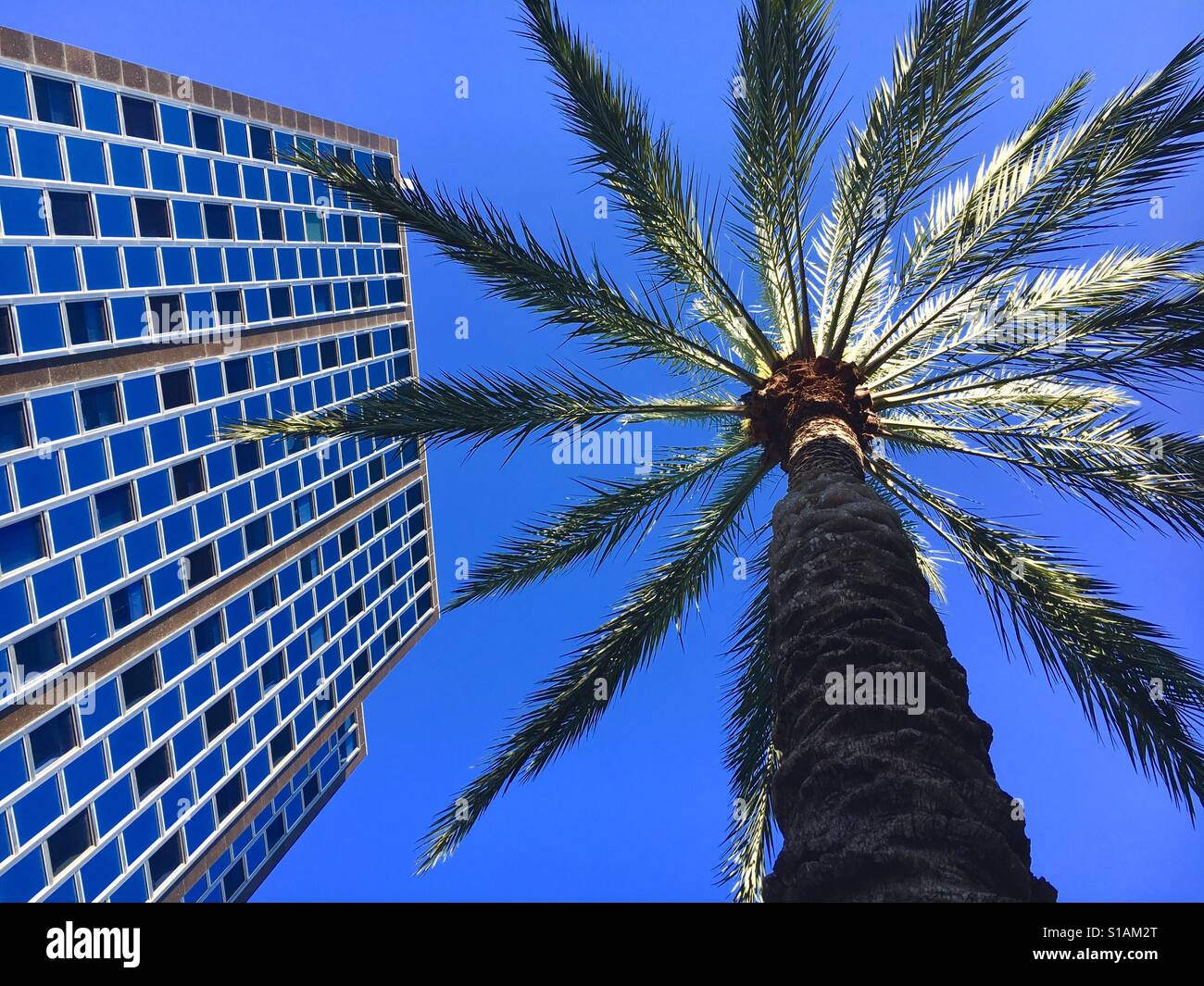 Office building palm - Smartphone Captured Stock Image