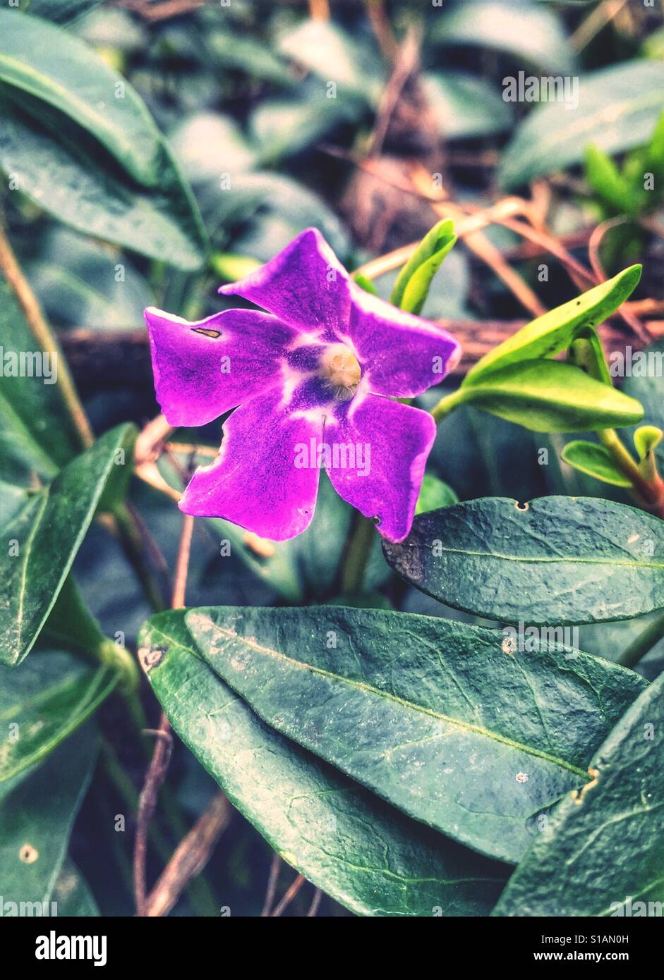 Purple Periwinkle flower Stock Photo