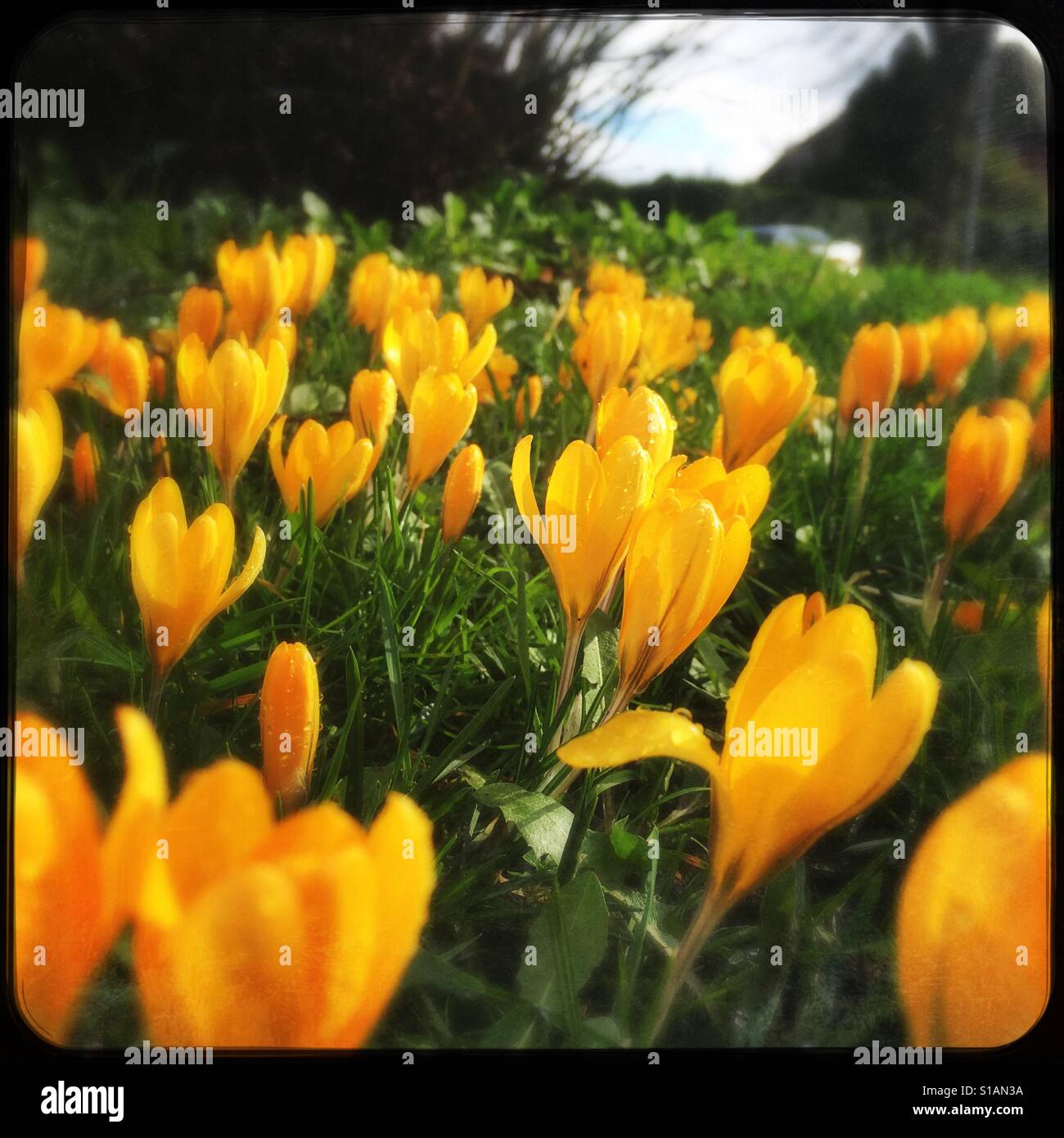 Yellow Crocus in flower. England, UK - Smartphone Captured Stock Image