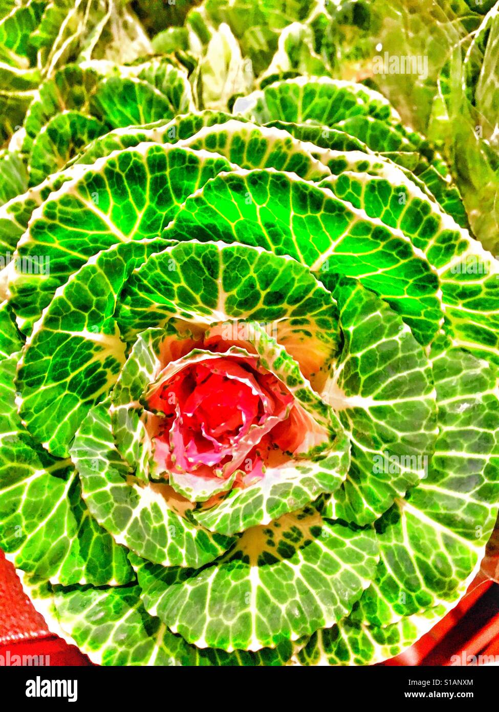 Kale flower hires stock photography and images Alamy