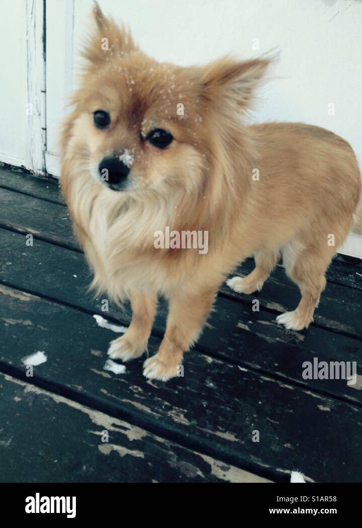 My photogenic dog Stock Photo Alamy