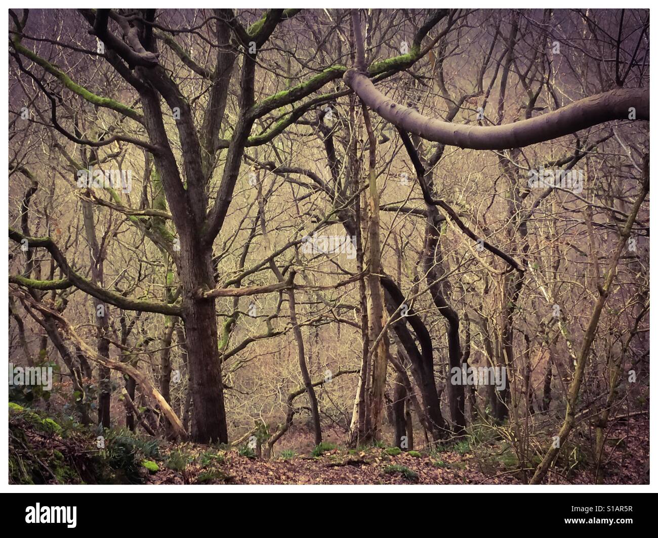 Winter trees in woodland - Smartphone Captured Stock Image Winter trees in woodland - Smartphone Captured Stock Image