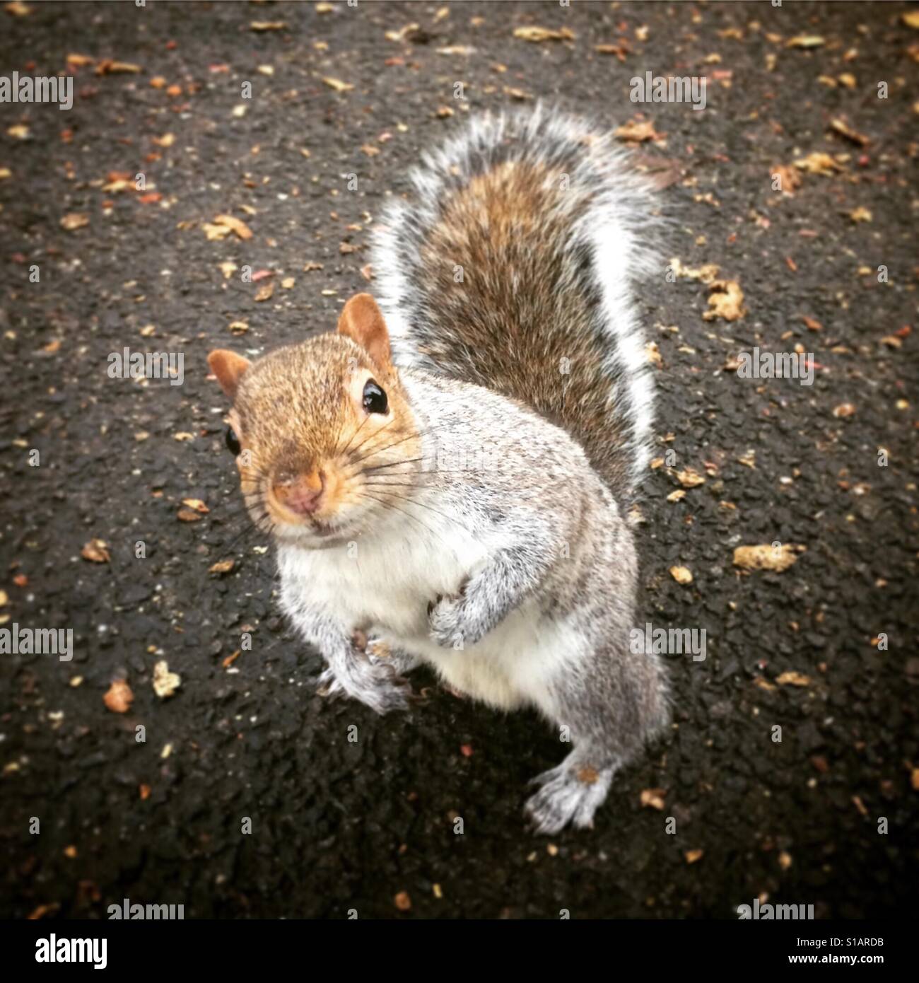 Squirrel glasgow hires stock photography and images Alamy
