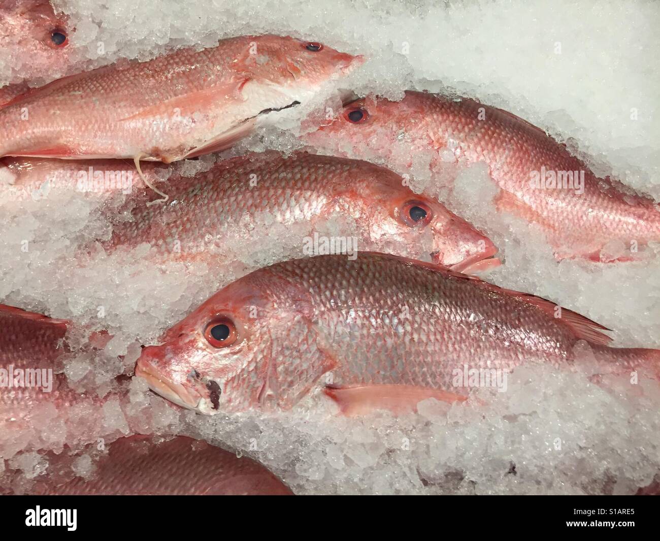 Frozen Fish Market Stock Photo Alamy
