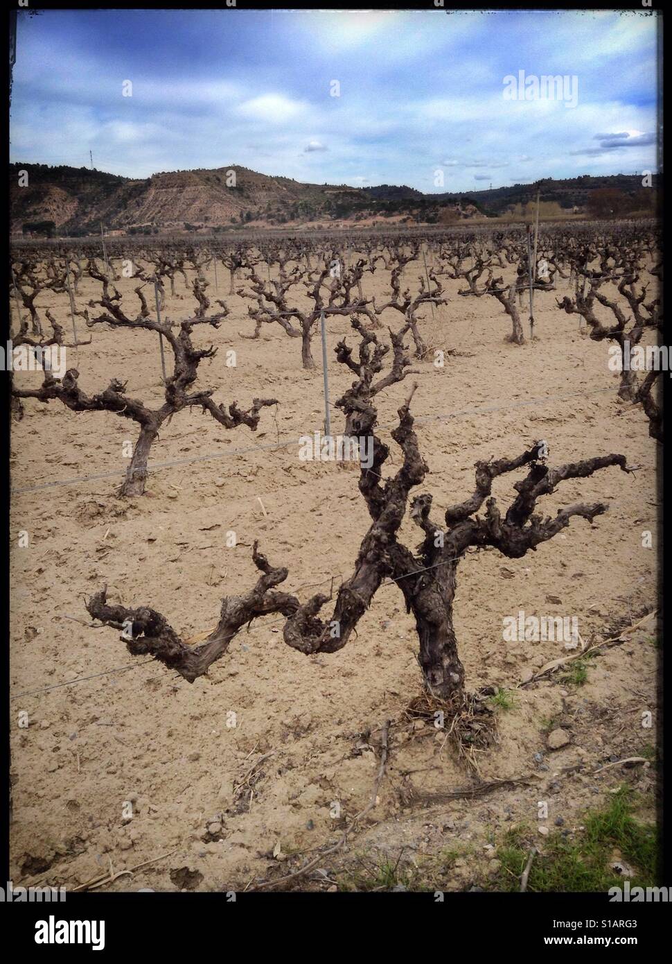 Winter in a Macabeo [grape] vineyard in Ascó, Spain Stock Photo - Alamy
