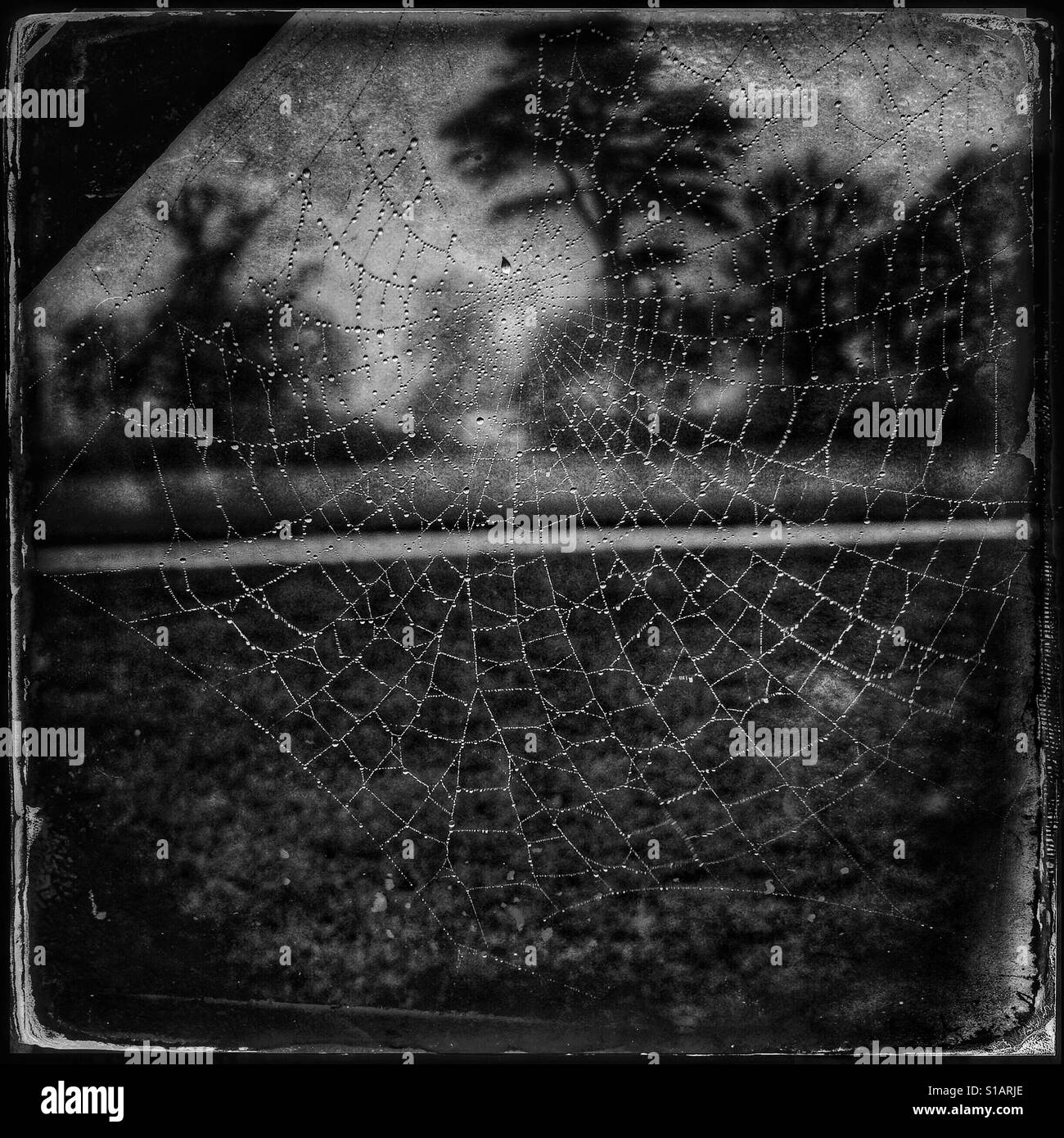 Black and white photo of a dark and spooky scene with a spider web jewelled with droplets of rain, with mysterious looking trees in the background. Stock Photo