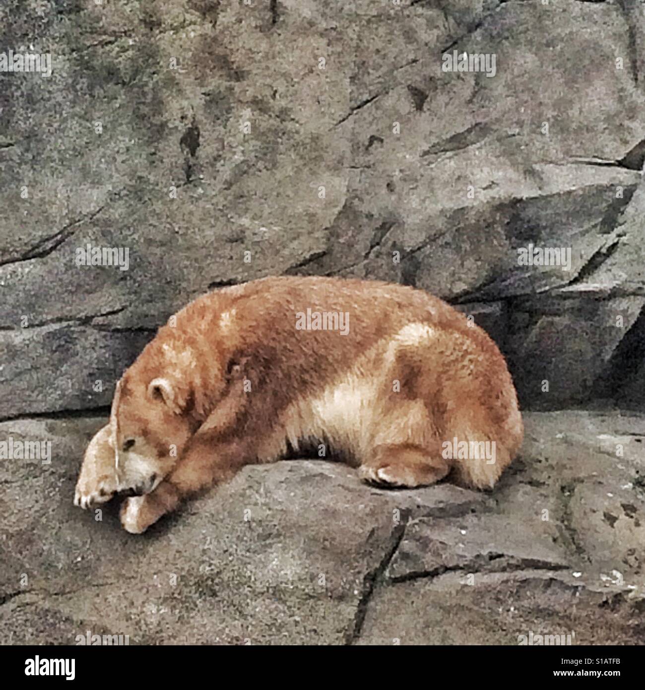 Polar Bear (Ursus maritimus) Zoo Schoenbrunn, Vienna, Austria, Europe Stock Photo