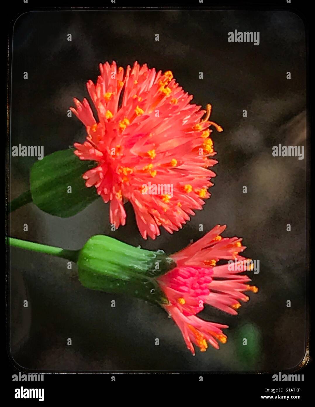 Florida Paintbrush flowers or Tasselflowers in extreme close up, Emilia fosbergii - Smartphone Captured Stock Image